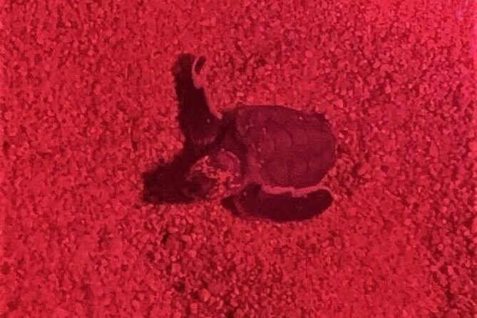 DE rismo and Night Monitoring of Sea Turtles - An In-Depth Look at the Experience