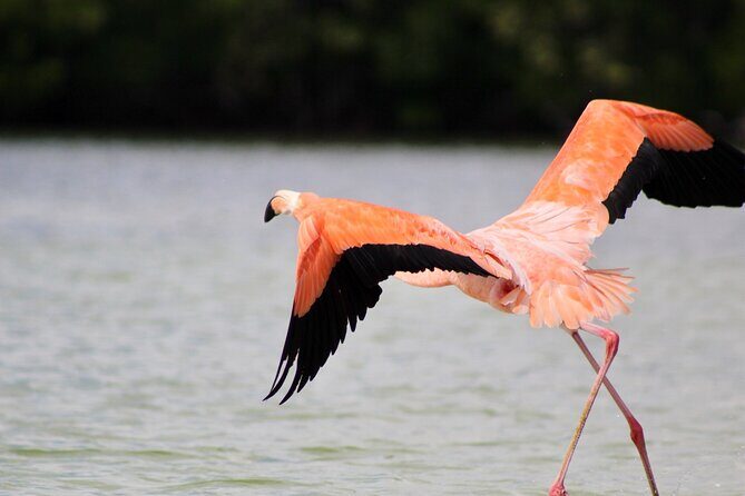 De Valladolid:Rio lagartos+Coloradas+Ek Balam+Cenote(Transporte) - Final Thoughts
