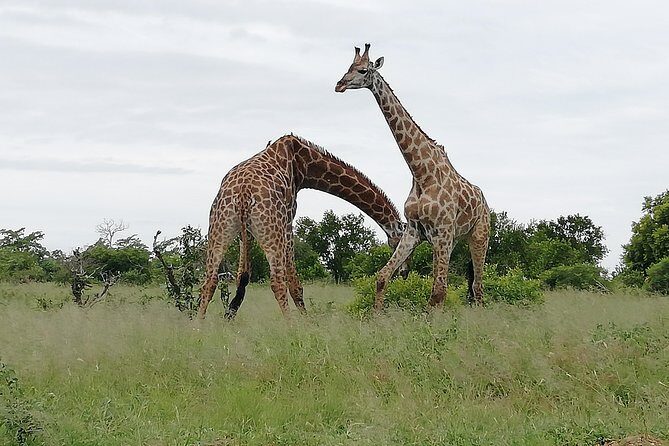 De Wildt Cheetah and Wildlife Centre Private Safari (Private) - The Itinerary in Detail