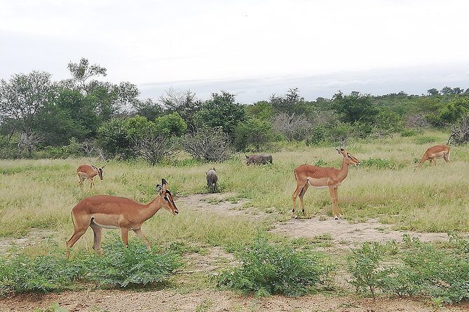 De Wildt Cheetah and Wildlife Centre Private Safari (Private) - Who Is This Tour Best Suited For?