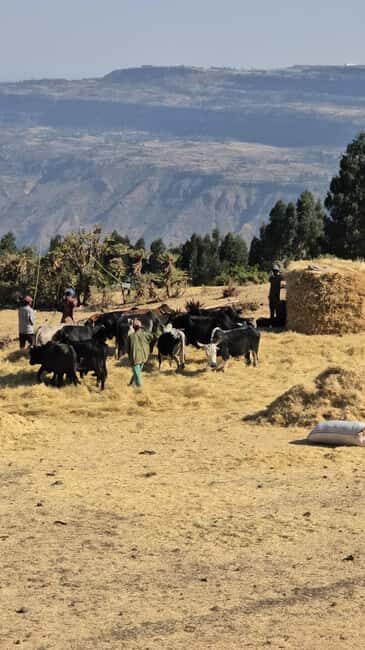 Debre Libanos Full Day Tour from Addisabeba-Religious Histor - Final Thoughts