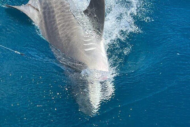 Deep sea fishing charters in Fort Lauderdale aboard 52' Hatteras - The Sum Up
