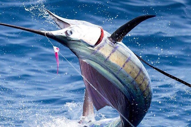 Deep Sea Fishing (Street Food and Beer Included) - Key Points