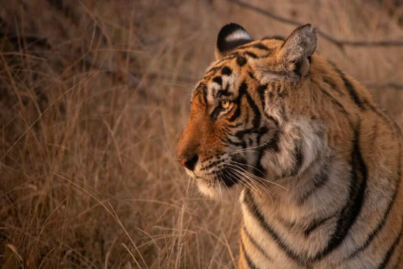 Delhi: 2-Day Jim Corbett Safari Adventure - Key Points