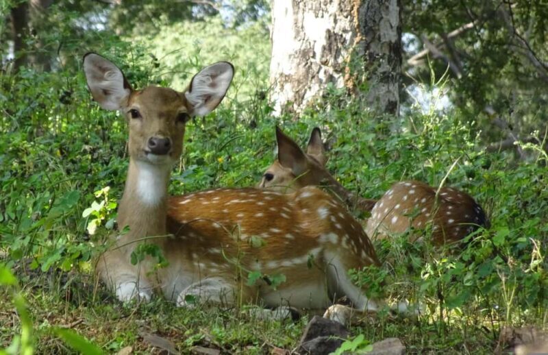 Delhi: 2-Day Jim Corbett Safari Adventure - Real Traveler Insights and Expectations