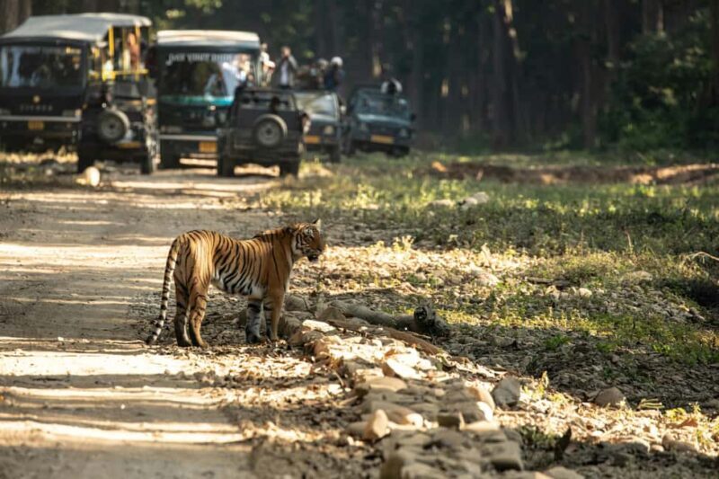 Delhi: 2-Day Jim Corbett Safari Adventure - FAQ
