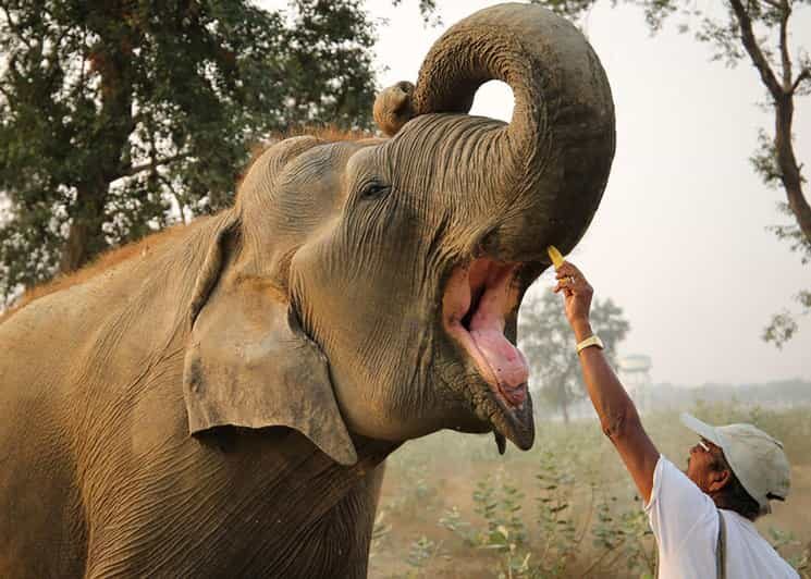 Delhi: 3Day Golden Triangle with Elephant SOS (5 Star Hotel) - Key Points