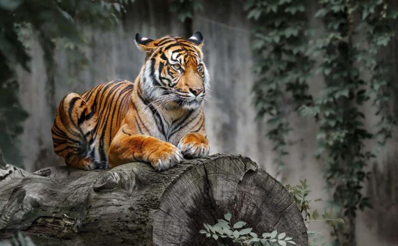 Delhi: 4Day Golden Triangle with Ranthambore (5 Star Hotels) - The Practical Side: Transportation, Price, and Value