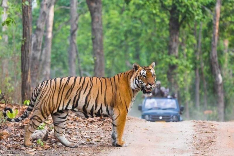 Delhi: 4Day Golden Triangle with Ranthambore (5 Star Hotels) - Frequently Asked Questions