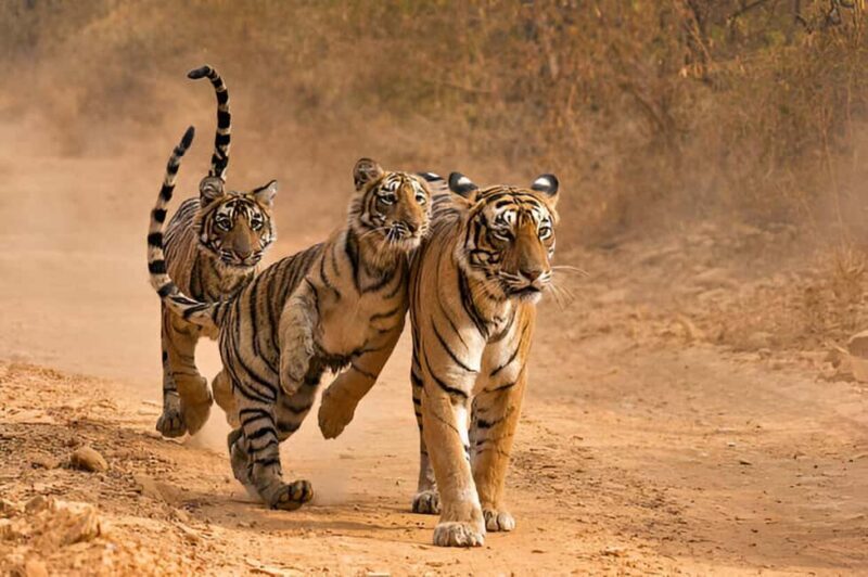 Delhi-Agra-Jaipur Golden Triangle Multiday trip with Safari - Key Points