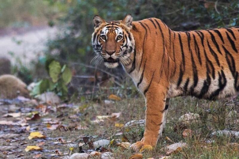 Delhi-Agra-Jaipur Golden Triangle Multiday trip with Safari - An In-Depth Look at the Tour
