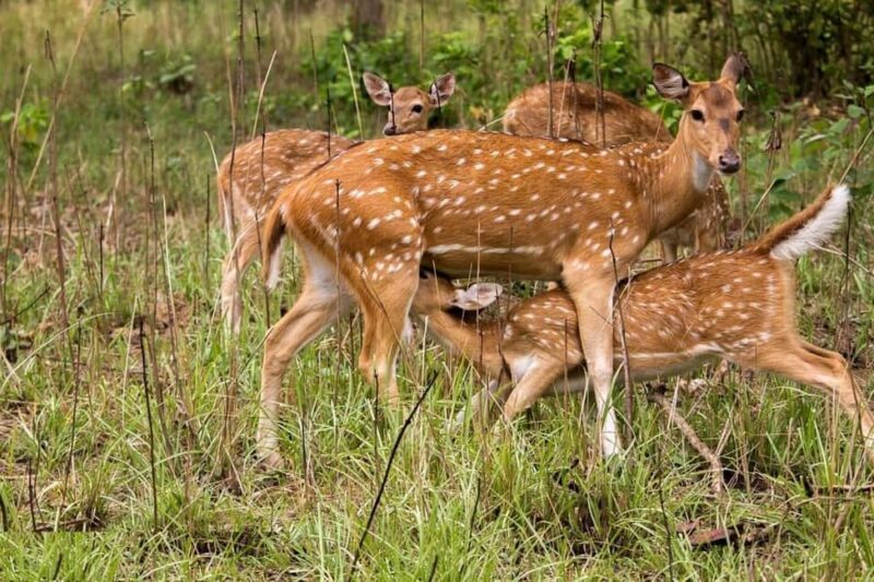 Delhi-Agra-Jaipur Golden Triangle Multiday trip with Safari - The Sum Up