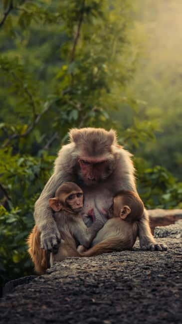 Delhi: Monkey Safari guided walking tour - Exploring Delhi’s Hidden Wildlife: The Monkey Safari Guided Walking Tour