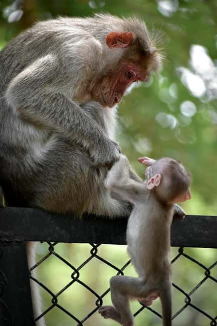 Delhi: Monkey Safari guided walking tour - Key Points