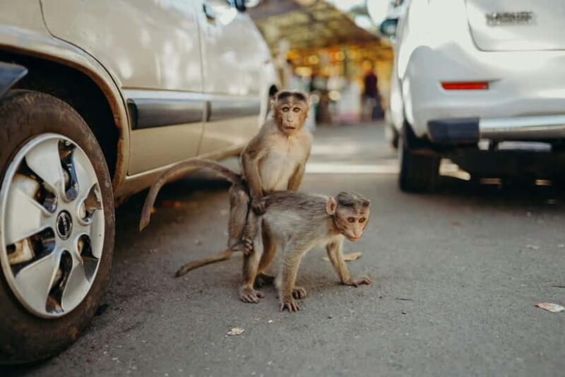 Delhi: Monkey Safari guided walking tour - Who Will Love This Tour?