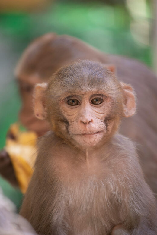 Delhi: Monkey Safari guided walking tour - The Sum Up