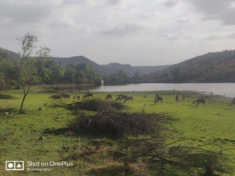 Delhi: Private 3-Days Jaipur & Ranthambore Tiger Safari Tour - A Closer Look at the Itinerary and Experience