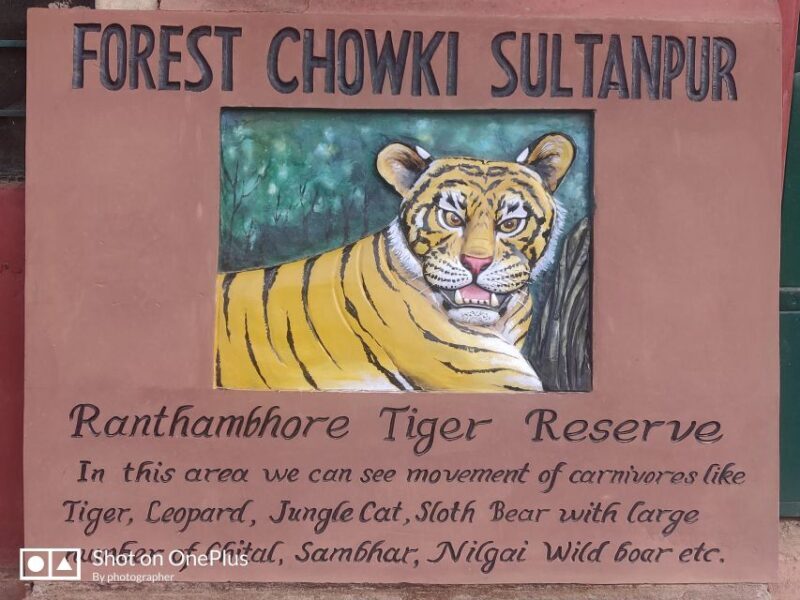 Delhi: Private 3-Days Jaipur & Ranthambore Tiger Safari Tour - The Experience of Jaipur and Ranthambore