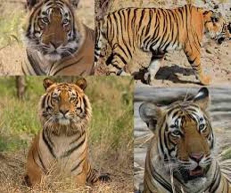 Delhi: Ranthambore National Park 3-Day Trip w/ Tiger Safari - What Could Be Improved or Considered