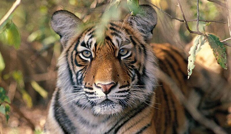 Delhi: Ranthambore National Park 3-Day Trip w/ Tiger Safari - FAQ - Common Questions Answered