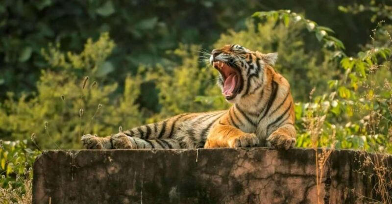 Delhi: Same Day Sariska National Park Tour with Tiger Safari - An In-Depth Look at the Tour