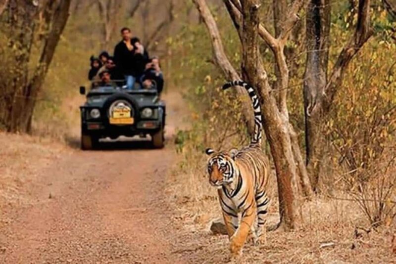 Delhi: Same Day Sariska National Park Tour with Tiger Safari - Authentic Experiences and Tips from Travelers