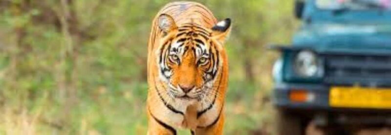 Delhi: Sariska Tiger Reserve Tour with 5-Star Lunch - Key Points