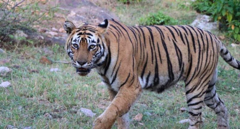 Delhi: Sariska Tiger Reserve Tour with 5-Star Lunch - Why This Tour Offers Great Value