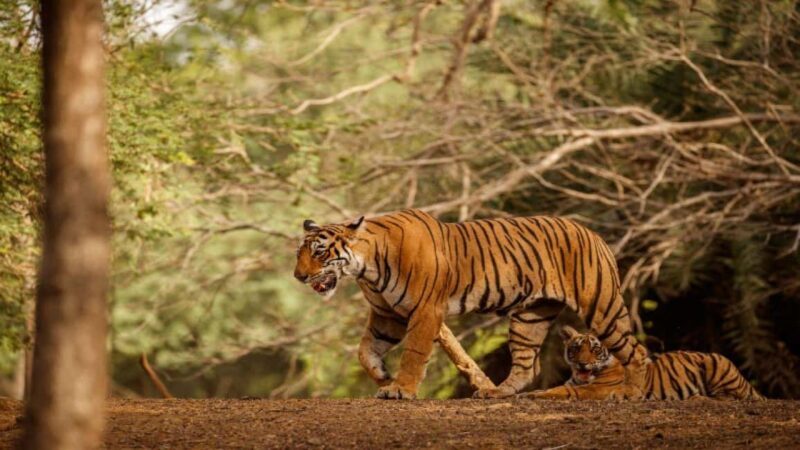 Delhi: Sariska Tiger Reserve Tour with 5-Star Lunch - Who Should Consider This Tour?