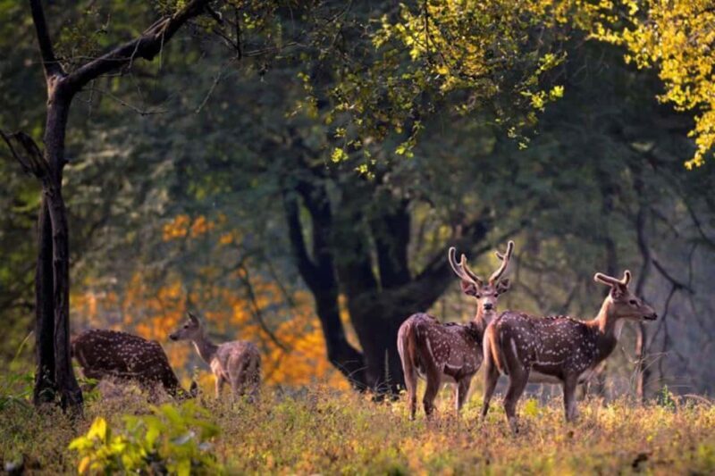 Delhi: Sariska Tiger Reserve Tour with 5-Star Lunch - The Sum Up