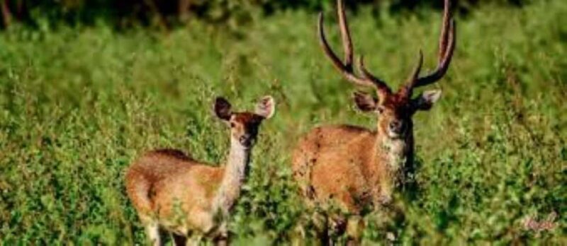 Delhi: Sariska Tiger Reserve Tour with 5-Star Lunch - FAQ