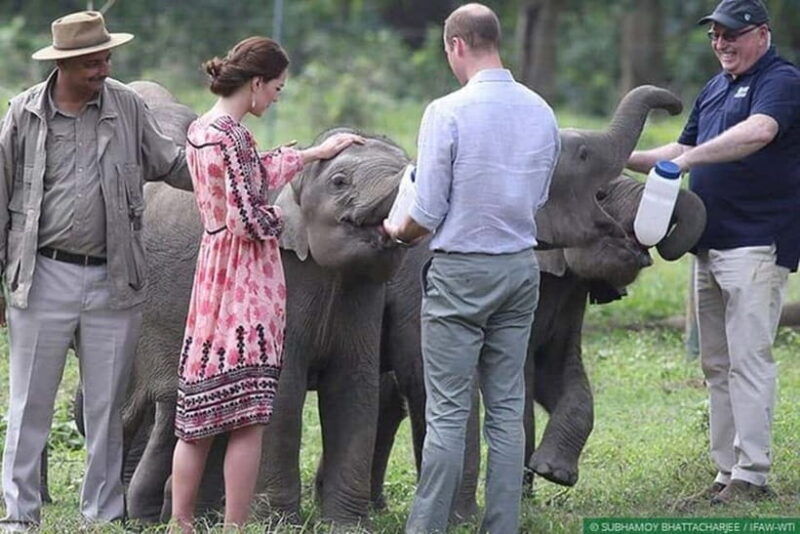 Delhi: Sunrise Taj Mahal & Elephant SOS Tour with Transfers - Who Will Love This Tour?