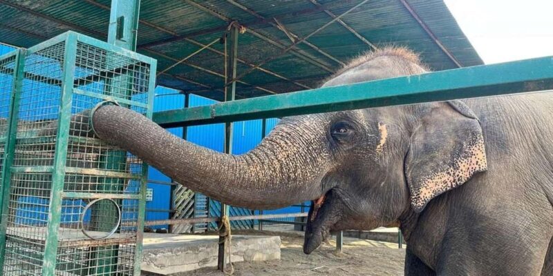 Delhi: Taj Mahal & Agra Fort with Elephant Wildlife SOS Tour - Lunch: An Authentic Taste of India