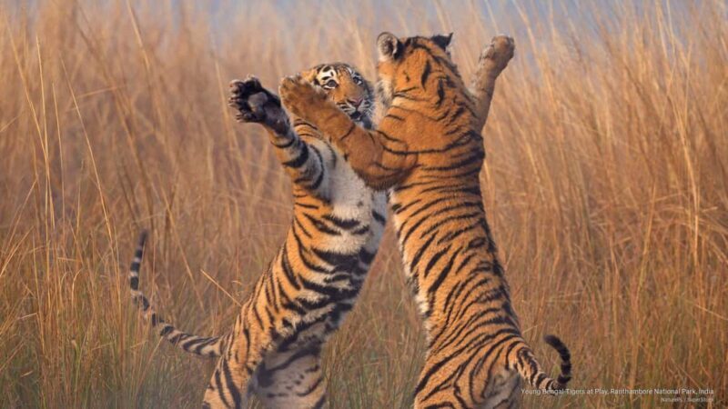 Delhi to Ranthambhore Overnight Tour/Tiger Safari By Car - Introduction
