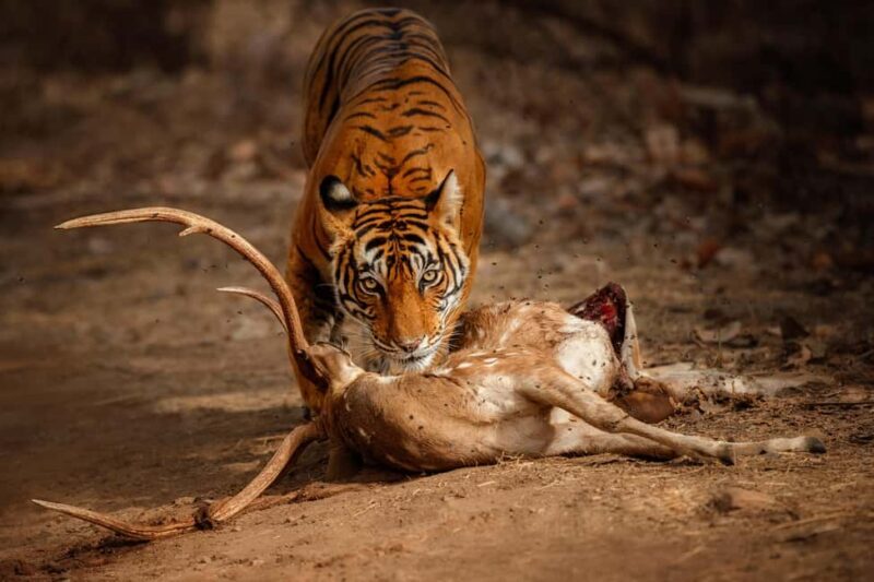 Delhi to Ranthambhore Overnight Tour/Tiger Safari By Car - The Real Takeaway: Value and Authenticity