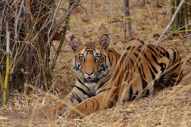Delhi Zoo White Tigers & lions with Old Fort Visit - What to Expect from the Tour