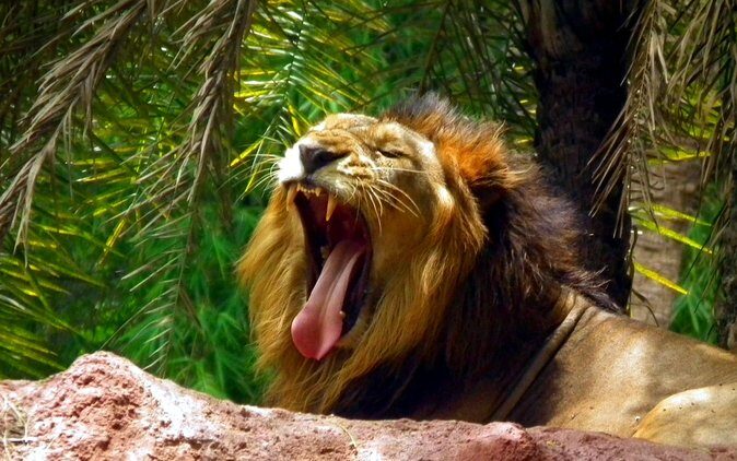 Delhi Zoo White Tigers & lions with Old Fort Visit - Price and Value