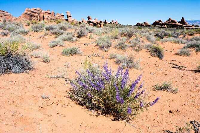 Delicate Arch Trail Self-Guided Audio Walking Tour - Real Traveler Feedback