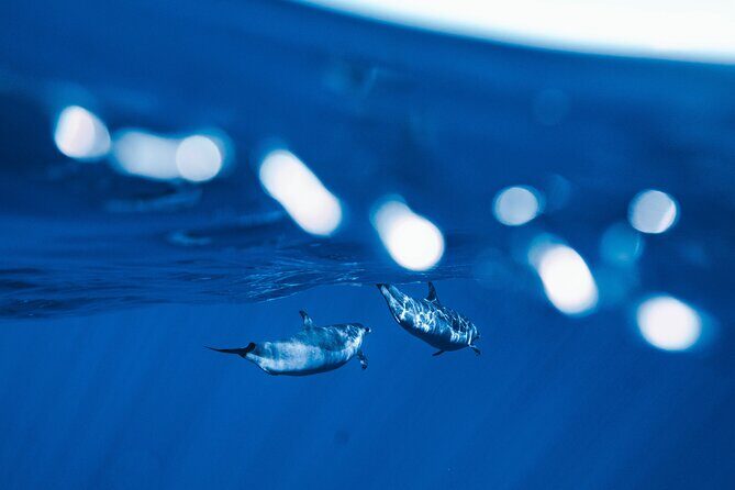 Deluxe Catamaran Swim with Dolphins in Oahu with Waterslide - The Water Activities & Why They Matter