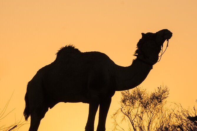Deluxe Desert Experience & Cultural Night - An In-Depth Look at the Deluxe Desert Experience & Cultural Night