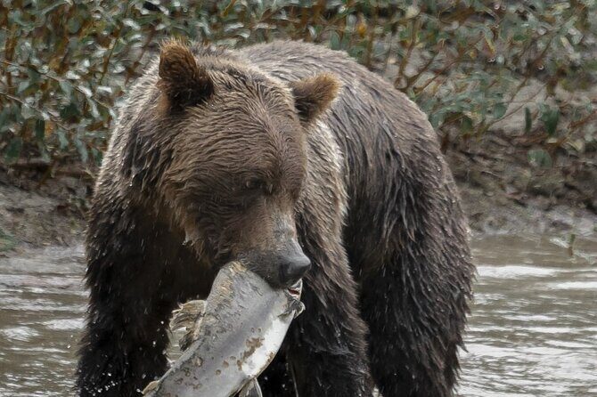 Deluxe Grizzlies and Culture Tour in Campbell River - Key Points