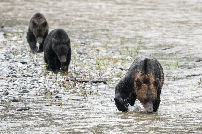 Deluxe Grizzlies and Culture Tour in Campbell River - An Overview of the Experience