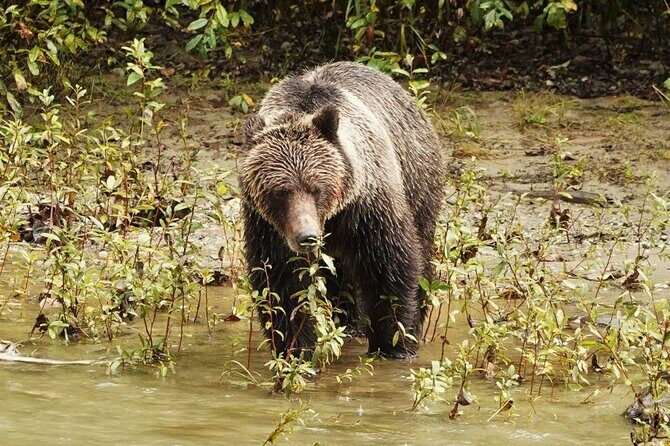 Deluxe Grizzlies and Culture Tour in Campbell River - Return to Campbell River and Wildlife Opportunities