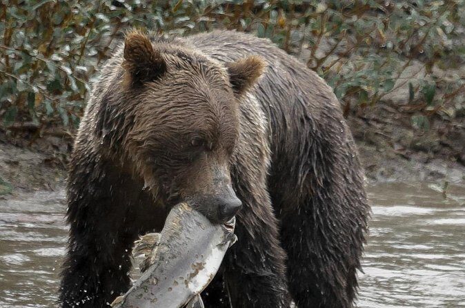 Deluxe Grizzlies and Culture Tour in Campbell River - Why This Tour Offers Great Value