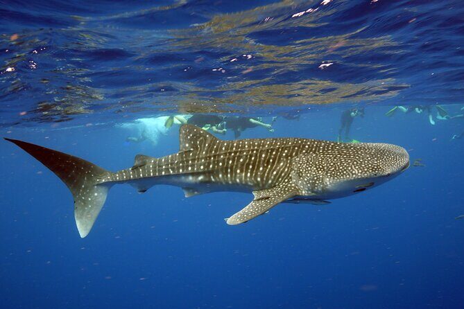 Deluxe Mega Fauna Humpback or Whaleshark Swim Ningaloo Reef - An In-Depth Look at What You Can Expect