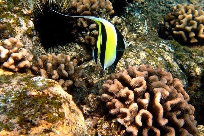 Deluxe Morning Snorkeling Adventure - The Guide Experience