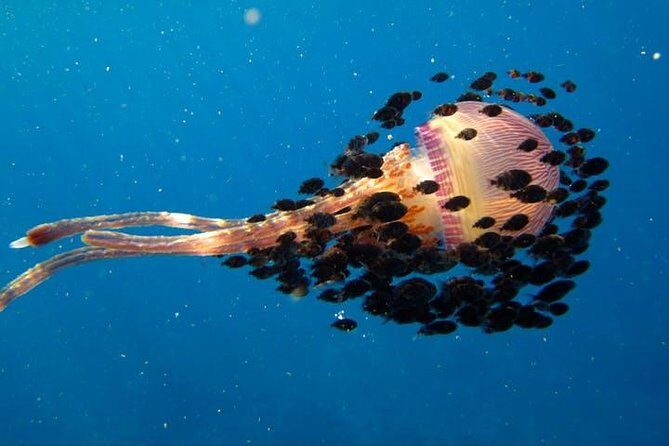 Deluxe Morning Snorkeling Adventure - Potential Drawbacks