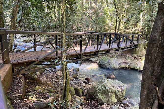 Deluxe Springbrook & Mt Tamborine Glow Worms and famous Skywalk - Who Would Love This Tour?