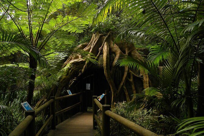 Deluxe Springbrook & Mt Tamborine Glow Worms and famous Skywalk - The Sum Up