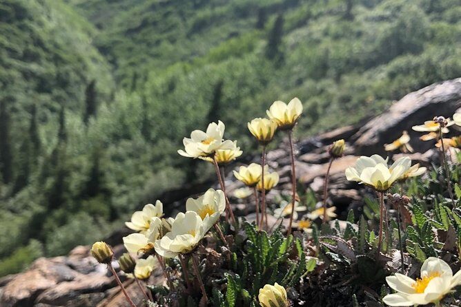 Denali National Park Walking Tour - Setting the Scene: What to Expect